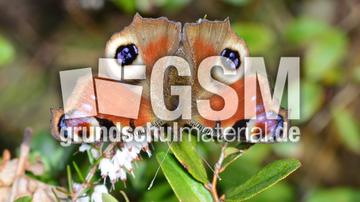 Tagpfauenauge (8).jpg